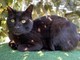 Ventimiglia: è stato smarrito zona Latte il gatto Salem, l'appello dei proprietari Ventimiglia: è stato smarrito zona Latte il gatto Salem, l'appello dei proprietari