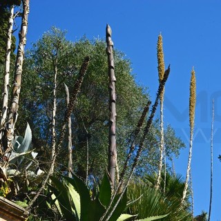 Ventimiglia: il 13 ottobre ai Giardini Hanbury la presentazione del