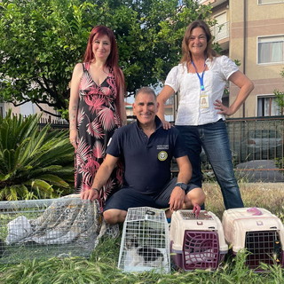 Diano Marina: Accademia Kronos e 'Uniti per le Code' salvano quattro gattini incastrati in un'auto (Foto) Diano Marina: Accademia Kronos e 'Uniti per le Code' salvano quattro gattini incastrati in un'auto (Foto)