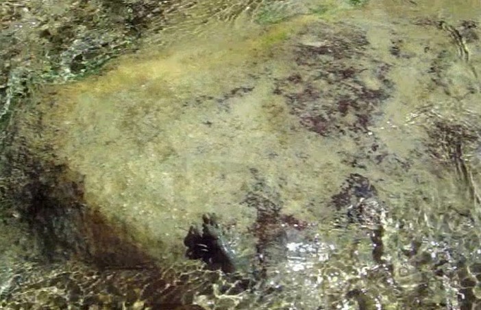 Pigna: ecco il 'Gambero di Fiume' sul Rio Carne, filmato e fotografato nella zona della futura centrale (Foto e Video)