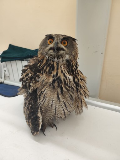Ventimiglia, gufo reale ferito: salvato da morte certa dal personale del soccorso veterinario (Foto e video) Ventimiglia, gufo reale ferito: salvato da morte certa dal personale del soccorso veterinario (Foto e video)