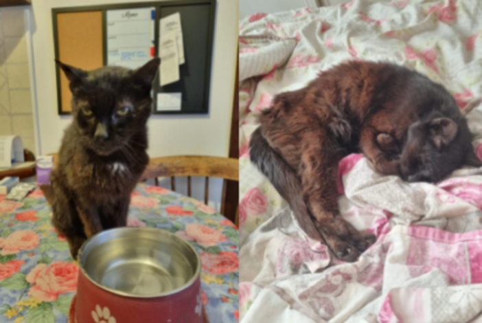 Civezza, continua la ricerca di Peppe: appello dei proprietari per ritrovare il gatto scomparso Civezza, continua la ricerca di Peppe: appello dei proprietari per ritrovare il gatto scomparso