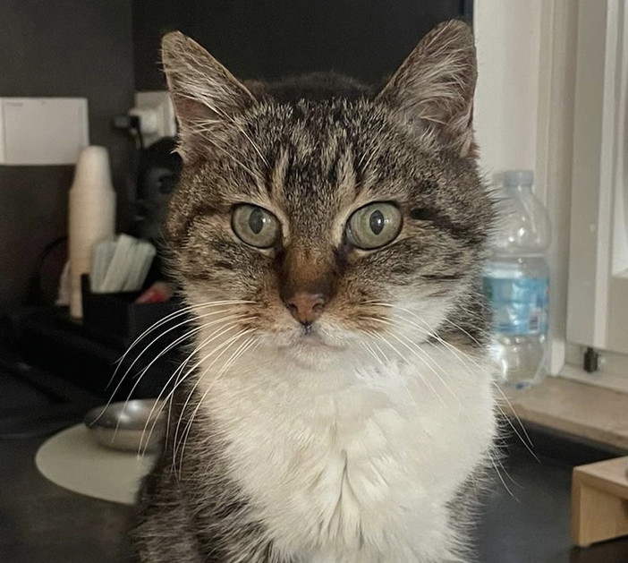 La gattina Pina da 16 vive in strada: ora cerca una casa e un po' di amore umano