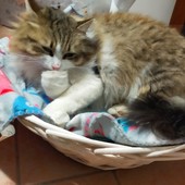 Sanremo: trovata una gatta nella zona di via De Amicis, l'appello per chi l'avesse persa (Foto)
