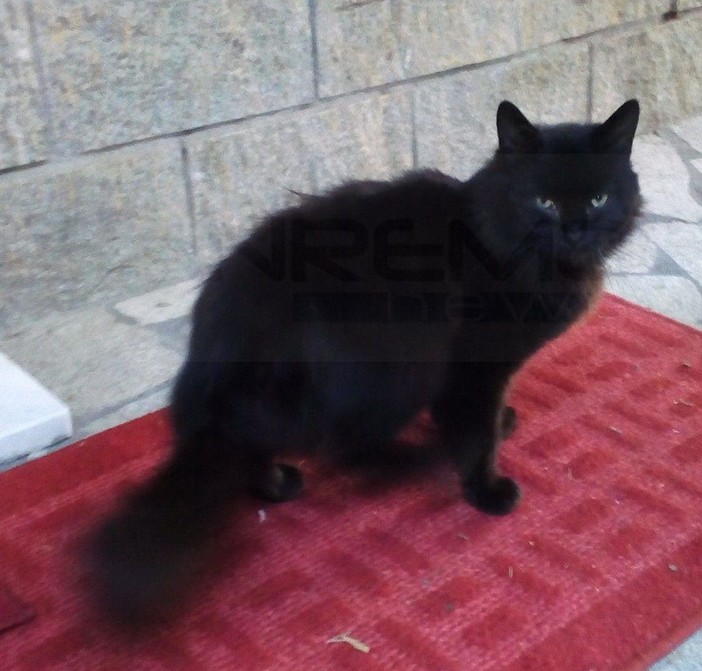 Arma di Taggia: la gattina nella foto è stata trovata nella zona della Levà, l'appello per i proprietari