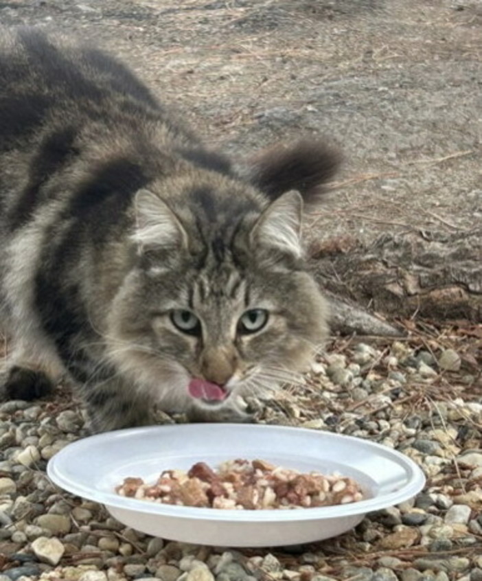 Un aiuto per gli animali che sono soli: raccolta cibo per i gatti randagi al Petstore Conad di Arma di Taggia