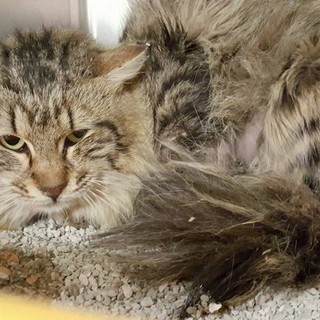 Sanremo: gatto trovato in gravi condizioni per strada, serve un'operazione e viene lanciata una sottoscrizione