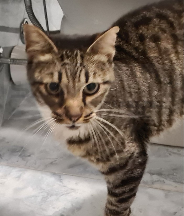 Dal gattile alluvionato di Ventimiglia la gatta 'Helen' cerca una casa e una famiglia (Foto)