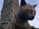 Valle Argentina: Triora candida il Gatto di "Grand Pardon" agli European Heritage Awards 2027 Valle Argentina: Triora candida il Gatto di "Grand Pardon" agli European Heritage Awards 2027