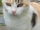 Sanremo: gattina tricolore cerca una famiglia &quot;Sono una mangiona e giocherellona&quot; (Foto)