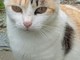 Sanremo: gattina tricolore cerca una famiglia "Sono una mangiona e giocherellona" (Foto) Sanremo: gattina tricolore cerca una famiglia "Sono una mangiona e giocherellona" (Foto)