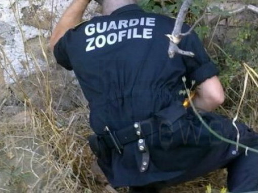 Ventimiglia: riprendono i controlli congiunti della Polizia Locale e delle guardie zoofile, Marenco "Servizio che va oltre l'individuazione delle deiezioni canine"