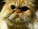 Sanremo: smarrito un gatto persiano dal Villaggio dei Fiori, l'appello del proprietario Sanremo: smarrito un gatto persiano dal Villaggio dei Fiori, l'appello del proprietario