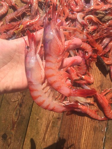 Il gambero di Sanremo grande protagonista del prossimo giovedì gourmet al Glam Restaurant