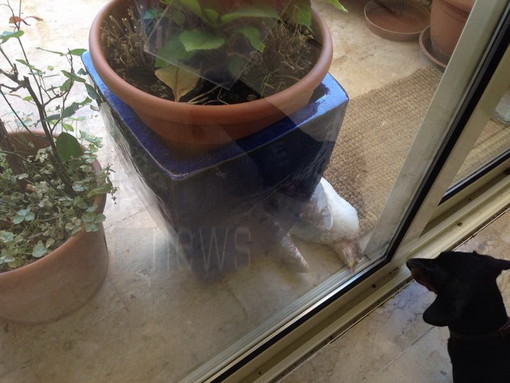 Serie di segnalazioni per gabbiani morti o agonizzanti: nostra lettrice di Sanremo non sa cosa fare