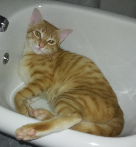 Sanremo: gatto molto giovane smarrito il 16 gennaio in strada San Lorenzo