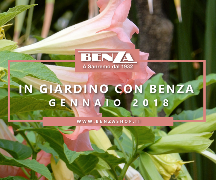 Come trattare a Gennaio tappeti erbosi, piante da frutta, piante da orto e giardino: i consigli dell'agronomo Enrico Leva, collaboratore della ditta Benza