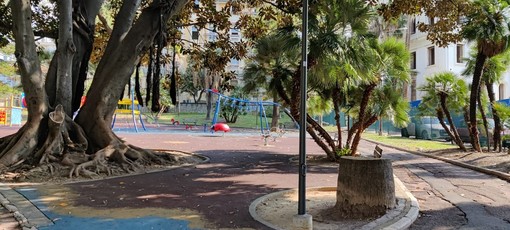 Ratti a Sanremo, allarme igiene e sicurezza: “Presenze quotidiane anche nei giardini frequentati dai bambini” Ratti a Sanremo, allarme igiene e sicurezza: “Presenze quotidiane anche nei giardini frequentati dai bambini”