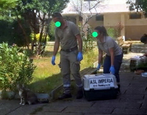 Prelievo di gatti ieri a Taggia, un residente della zona chiede chiarezza: "Chi ha ordinato l'azione?" Prelievo di gatti ieri a Taggia, un residente della zona chiede chiarezza: "Chi ha ordinato l'azione?"