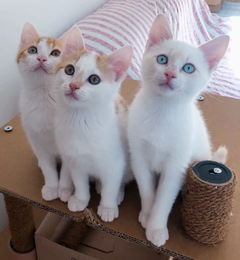 Sanremo: convenzione per la gestione delle colonie feline e l’attività di sterilizzazione dei randagi adulti