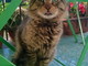 Bordighera: il gatto trovato in via Pasteur è tornato dalla sua famiglia Bordighera: il gatto trovato in via Pasteur è tornato dalla sua famiglia