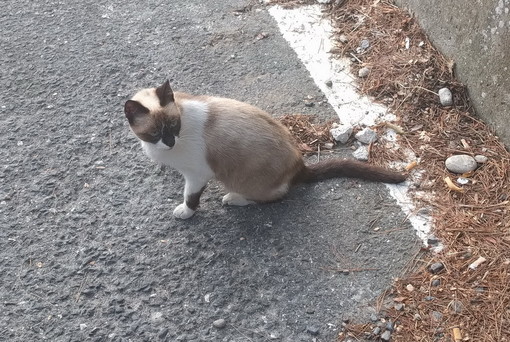 Arma di Taggia: gatto da due settimane nel parcheggio del casello, l'appello per l'eventuale proprietario
