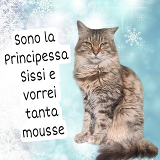 Sanremo, al Rifugio ENPA tornano le letterine a Babbo Natale: i protagonisti sono cani e gatti in cerca di un dono Sanremo, al Rifugio ENPA tornano le letterine a Babbo Natale: i protagonisti sono cani e gatti in cerca di un dono
