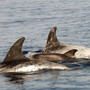 Sanremo, oltre 130 avvistamenti di cetacei: due mesi eccezionali nel Santuario Pelagos (Foto) Sanremo, oltre 130 avvistamenti di cetacei: due mesi eccezionali nel Santuario Pelagos (Foto)