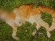 Taggia: altri due gatti morti per bocconi avvelenati, è successo ieri in regione Regianco