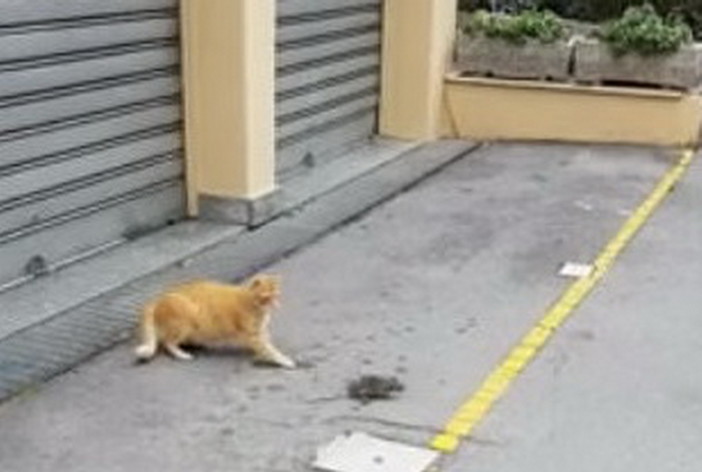 Sanremo: in via Volta e via Val del Ponte c'è sempre il gatto 'Camillo' che caccia i topi Sanremo: in via Volta e via Val del Ponte c'è sempre il gatto 'Camillo' che caccia i topi