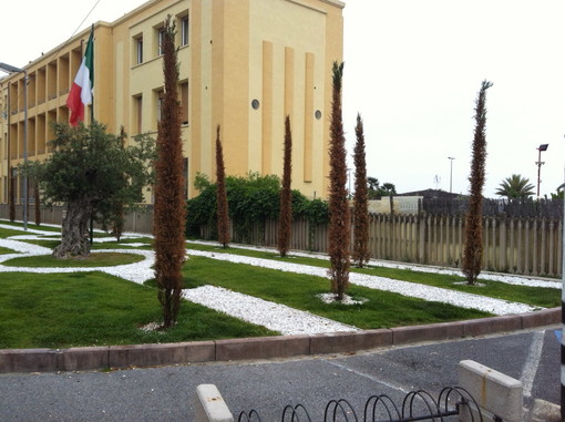 Sanremo: cipressi morenti ai giardini dei Caduti di Nassiriya, la segnalazione di un lettore Sanremo: cipressi morenti ai giardini dei Caduti di Nassiriya, la segnalazione di un lettore