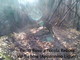 Filmato nell'entroterra di Genova per la prima volta in Liguria un gatto selvatico (Video) Filmato nell'entroterra di Genova per la prima volta in Liguria un gatto selvatico (Video)