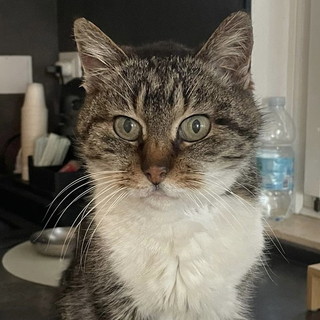 La gattina Pina da 16 vive in strada: ora cerca una casa e un po' di amore umano