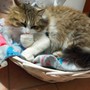 Sanremo: trovata una gatta nella zona di via De Amicis, l'appello per chi l'avesse persa (Foto)