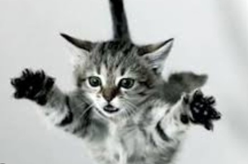 Ventimiglia, gatto di tre mesi precipita dal quarto piano e muore: inutili i soccorsi Ventimiglia, gatto di tre mesi precipita dal quarto piano e muore: inutili i soccorsi