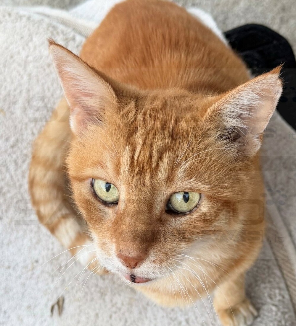 Pompeiana, investito un grosso gatto rosso: si cerca la clinica che lo ha soccorso e il ragazzo che si è fermato