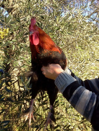 Azienda agricola di Seborga domenica prossima al 'Festival del Chicchirichì' Azienda agricola di Seborga domenica prossima al 'Festival del Chicchirichì'