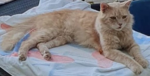 Sanremo: gatto rosso trovato a inizio agosto, appello per chi lo avesse smarrito