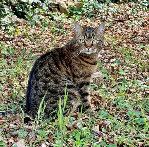 Apricale: smarrito da una coppia di turisti il gatto 'Mori', l'appello dei proprietari (Foto)