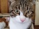 Il gatto 'Nerino'