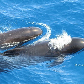 La bellezza dei Globicefali nel golfo di Imperia (Foto)