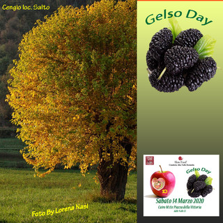 Sabato 14 marzo si festeggia il 10° MelaDay e parte il 1° GelsoDay Sabato 14 marzo si festeggia il 10° MelaDay e parte il 1° GelsoDay