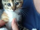 Sanremo: bellissimo gattino aspetta di avere una nuova famiglia Sanremo: bellissimo gattino aspetta di avere una nuova famiglia