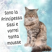 Sanremo, al Rifugio ENPA tornano le letterine a Babbo Natale: i protagonisti sono cani e gatti in cerca di un dono Sanremo, al Rifugio ENPA tornano le letterine a Babbo Natale: i protagonisti sono cani e gatti in cerca di un dono