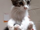 Sanremo: il gattino Romolo è stato adottato