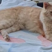 Sanremo: gatto rosso trovato a inizio agosto, appello per chi lo avesse smarrito Sanremo: gatto rosso trovato a inizio agosto, appello per chi lo avesse smarrito