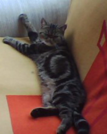 Sanremo: gatta esotica smarrita in zona ospedale, l'appello del proprietario