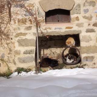 Bajardo: un nostro lettore ci ha inviato le foto di due gatti che cercano riparo dopo la nevicata Bajardo: un nostro lettore ci ha inviato le foto di due gatti che cercano riparo dopo la nevicata