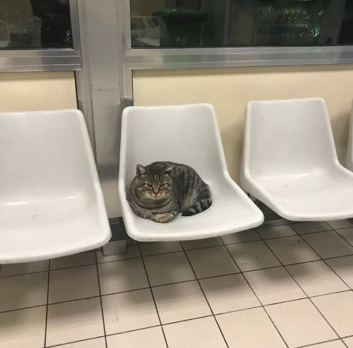 Il gatto 'Romeo' all'ospedale