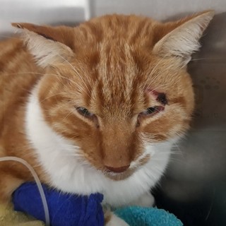 Sanremo: gatto investito sull'Aurelia Bis ora è in salvo, l'appello per i proprietari (Foto) Sanremo: gatto investito sull'Aurelia Bis ora è in salvo, l'appello per i proprietari (Foto)